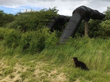 Cat on field against sky