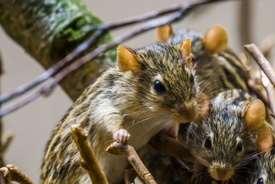 Close-up of an animal