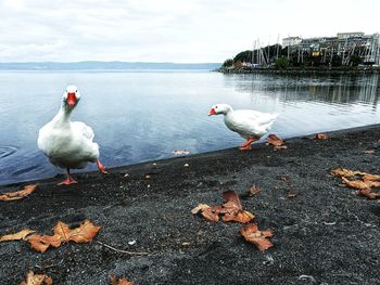 Seagulls on lake against sky