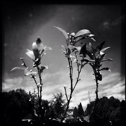 Trees against sky