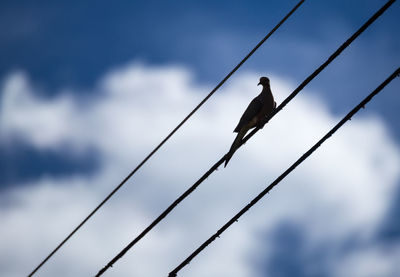 Low angle view of mourning dove perching on cable against sky