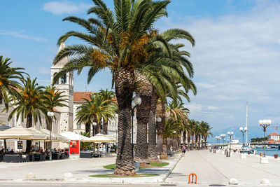 Palm trees on seafront promenade in trogir, croatia