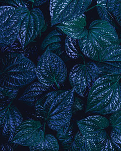 Closeup nature view of tropical leaf background, dark green wallpaper concept.