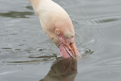 Head shot of a flamingo with it's beak in the water.