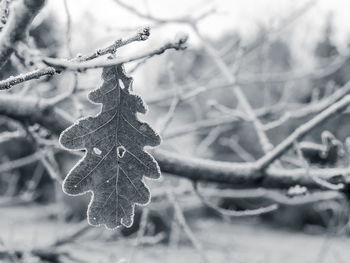 Close-up of frozen plant during winter