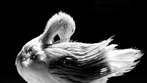 Close-up of a bird against black background