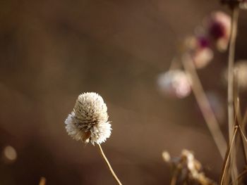 Close-up of white dandelion