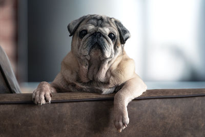 A pug dog on a leather sofa