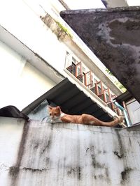 Portrait of cat on retaining wall