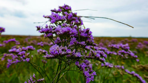 Close-up of purple flowering plants on field