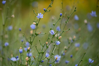 Close-up of purple flowering plants on field