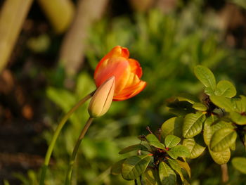 Close-up of orange flowering plant