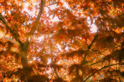 Low angle view of trees during autumn