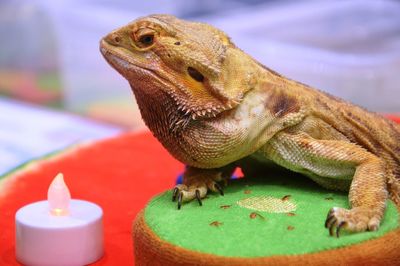 Close-up of lizard