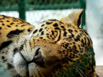 Close-up of leopard sleeping at zoo