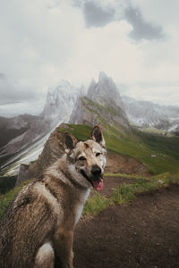 Side view of dog on mountain