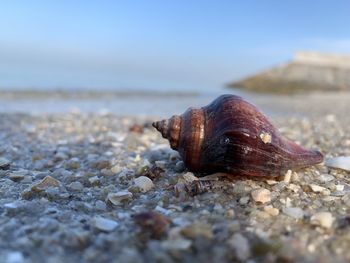 Close-up of snail on land