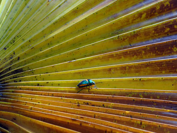 Close-up of ladybug on leaf