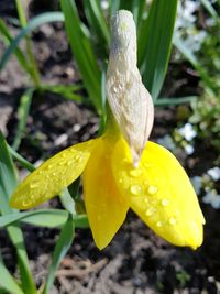 Close-up of wet day lily blooming outdoors