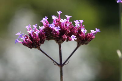 Close-up of purple flowering plant