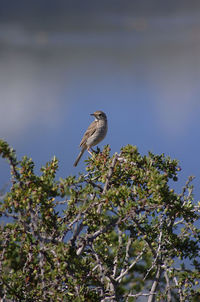 Bird perching on a tree