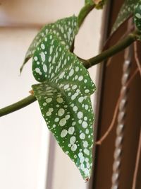 Close-up of fresh green plant