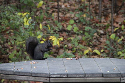 Side view of black squirrel on table at park