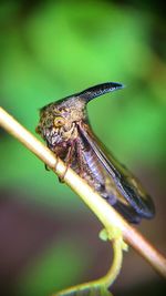Close-up of insect