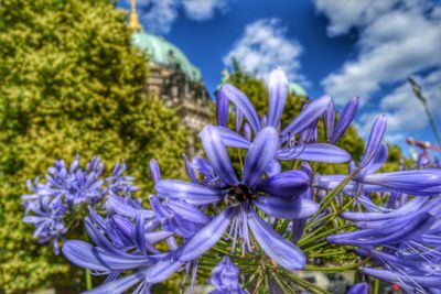 Close-up of purple flowers