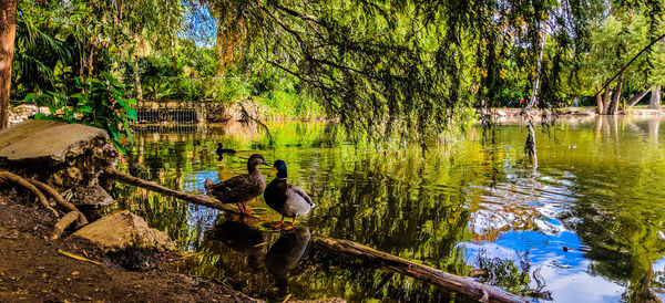 Scenic view of lake in forest