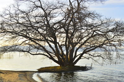 Bare tree by lake against sky