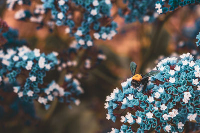 Close-up of blue flowering plant with bumblebee