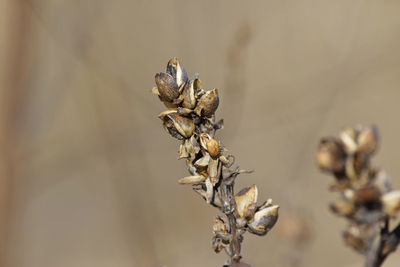 Close-up of dried plant