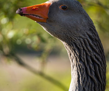 Close-up of a bird