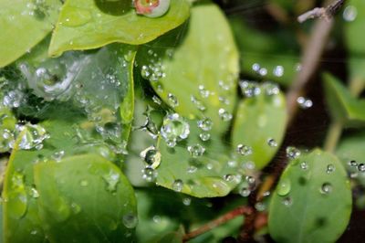 Close-up of water drops on spider web