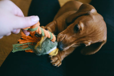 Cropped hand of woman playing with dog