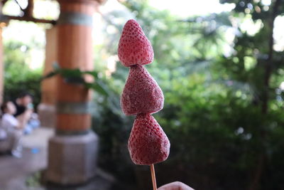 Close-up of red cactus hanging on plant