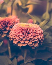 Close-up of red dahlia flower