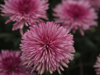 Close-up of pink dahlia