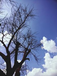 Low angle view of bare trees against blue sky