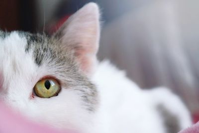 Close-up portrait of a white cat