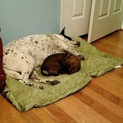 High angle view of dog sleeping at home