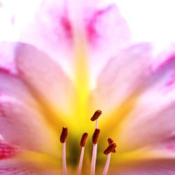 Close-up of pink flower