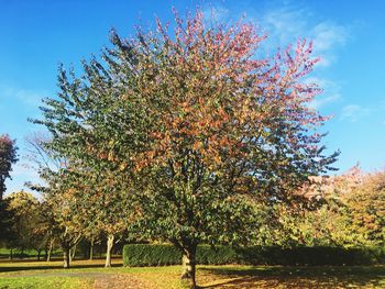 Trees on field against sky