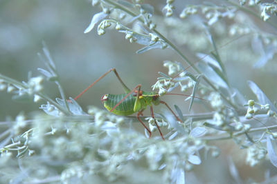 Close-up of insect on plant