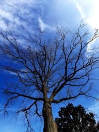 Low angle view of bare tree against blue sky