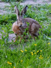 Close-up of rabbit on field