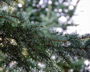 Close-up of raindrops on pine tree