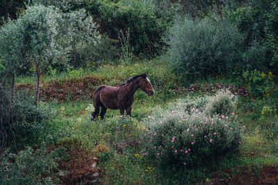 Side view of horse standing on grass