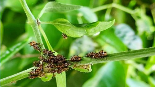 Close-up of ant on plant